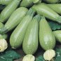 15 seeds Grey Zucchini Summer Squash Ct Gray Squash Vegetable Usa