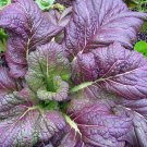 300+ seeds Osaka Purple Mustard  Asian Cuisine Non-Gmo Usa Seller