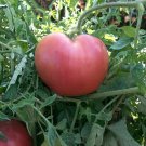 75 seeds Pink Oxheart Tomato Ct Vegetable Garden Heirloom Non-Gmo