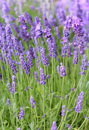 100+ seeds English Lavender  Herb Fragrant Scent Heirloom Usa Seller