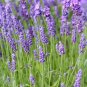 100+ seeds English Lavender  Herb Fragrant Scent Heirloom Usa Seller