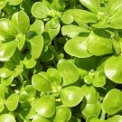 250+ seeds Purslane Golden  Portulaca Sativa Herb Green Edible Usa