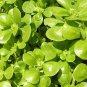250+ seeds Purslane Golden  Portulaca Sativa Herb Green Edible Usa