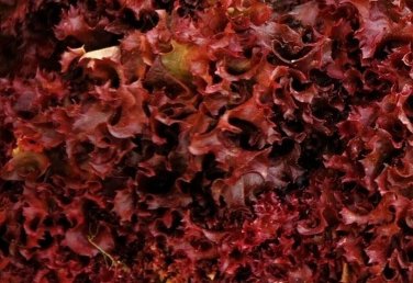 600+ seeds Ruby Red Lettuce  Vegetable Garden Heirloom Non-Gmo Usa