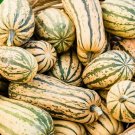20 seeds Delicata Squash Ct Winter Vegetable Garden Sweet Potato Squash