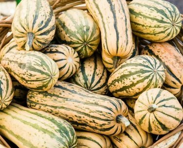 20 seeds Delicata Squash Ct Winter Vegetable Garden Sweet Potato Squash