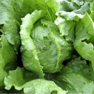 600+ seeds Iceberg Lettuce  Crisphead Vegetable Garden Non-Gmo Usa