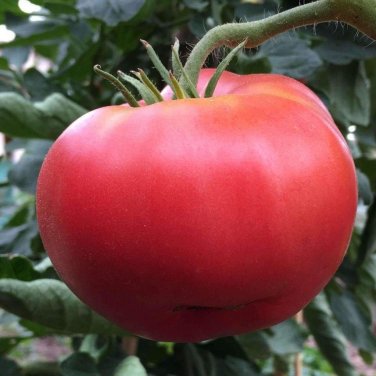 50 seeds Ponderosa Pink Tomato Ct Vegetable Heirloom Usa Non-Gmo