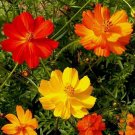 100 seeds Cosmos Bright Lights Ct Annual Mix Cut Flower Garden Usa