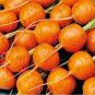 500+ seeds Parisian Carrot  Daucus Carota Vegetable Garden Non-Gmo