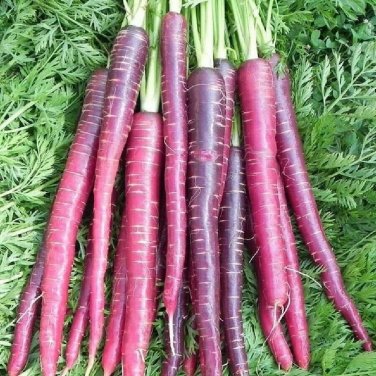 500+ seeds Cosmic Purple Carrot  Daucus Carota Vegetable Non-Gmo