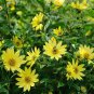 50+ seeds Lemon Queen Sunflower  Annual Cut Flower Yellow Blooms