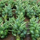 300+ seeds Brussel Sprouts Catskill  Vegetable Non-Gmo Heirloom Usa