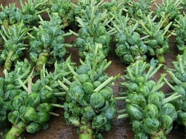 300+ seeds Brussel Sprouts Catskill  Vegetable Non-Gmo Heirloom Usa