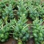 300+ seeds Brussel Sprouts Catskill  Vegetable Non-Gmo Heirloom Usa