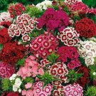 350+ seeds Sweet William Flower  Mixed Multi-Color Scented Usa