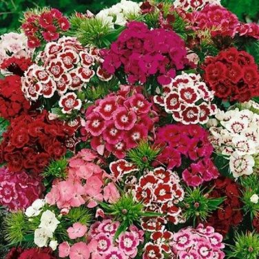 350+ seeds Sweet William Flower  Mixed Multi-Color Scented Usa