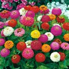 200+ seeds Zinnia Lilliput Flower Mix  Mixed Colorful Annual Usa