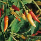 30+ seeds Tabasco Pepper  Hot Chile Pepper Sauce Spicy Vegetable