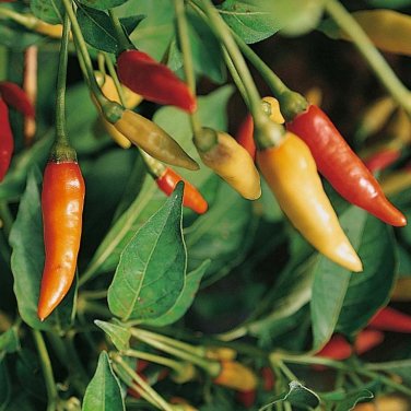 30+ seeds Tabasco Pepper  Hot Chile Pepper Sauce Spicy Vegetable