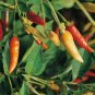 30+ seeds Tabasco Pepper  Hot Chile Pepper Sauce Spicy Vegetable