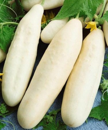 50+ seeds White Wonder Cucumber  Vegetable Garden Heirloom Non-Gmo