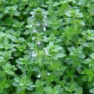 1000+ seeds German Winter Common Thyme  Herb Groundcover Perennial