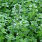 1000+ seeds German Winter Common Thyme  Herb Groundcover Perennial