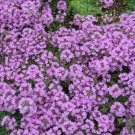 1000+ seeds Purple Creeping Thyme  Herb Groundcover Perennial Usa