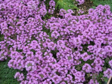 1000+ seeds Purple Creeping Thyme  Herb Groundcover Perennial Usa