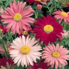300+ seeds Painted Daisy  Flower Usa Seller Perrenial Multi-Color