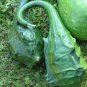 5 seeds Gourd Caveman'S Club Dinosaur Maranka Squash Usa Seller