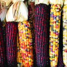 30 seeds Indian Ornamental Corn Ct Rainbow Vegetable Non-Gmo Usa