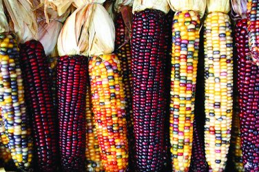 30 seeds Indian Ornamental Corn Ct Rainbow Vegetable Non-Gmo Usa