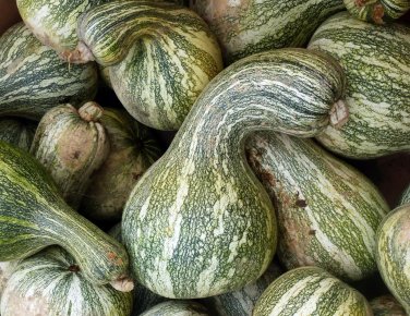 10 seeds Green Striped Cushaw Pumpkin Ct Gourd Squash Vegetable