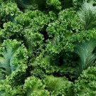 500+ seeds Southern Giant Curled Mustard  Heirloom Non-Gmo Usa