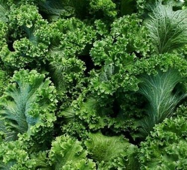 500+ seeds Southern Giant Curled Mustard  Heirloom Non-Gmo Usa