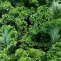 500+ seeds Southern Giant Curled Mustard  Heirloom Non-Gmo Usa