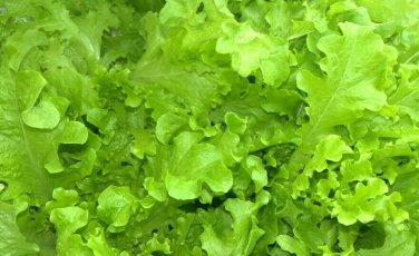 600+ seeds Salad Bowl Lettuce  Vegetable Garden Heirloom Non-Gmo Us