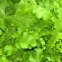 600+ seeds Salad Bowl Lettuce  Vegetable Garden Heirloom Non-Gmo Us