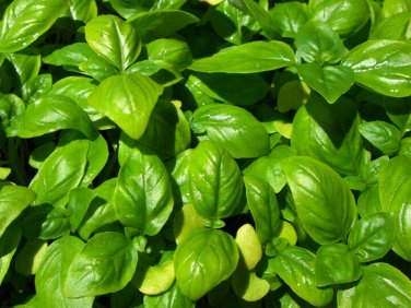 500+ seeds Genovese Basil  Sweet Basil Herb Ocimum Basilicum Usa