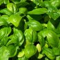 500+ seeds Genovese Basil  Sweet Basil Herb Ocimum Basilicum Usa