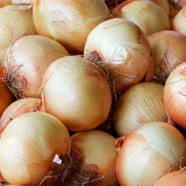 200+ seeds Onion  Yellow Sweet Spanish Vegetable Heirloom Non-Gmo