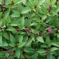 250+ seeds Thai Basil  Asian Herb Ocimum Basilicum Fragrant Usa
