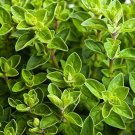 2000+ seeds Italian Oregano  Origanum Vulgare Herb Spice Garden Usa