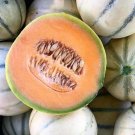 25+ seeds Charentais Cantaloupe  French Melon Fruit Usa Seller