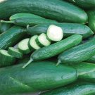 50+ seeds Muncher Cucumber  Vegetable Garden Heirloom Non-Gmo Usa