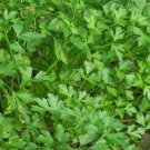 1000+ seeds Dark Green Italian Parsley  Flat Leaf Herb Non-Gmo Usa