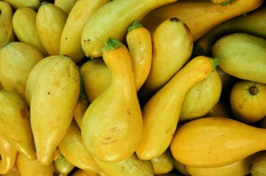30 seeds Crookneck Squash Ct Golden Yellow Summer Vegetable Garden