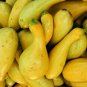 30 seeds Crookneck Squash Ct Golden Yellow Summer Vegetable Garden